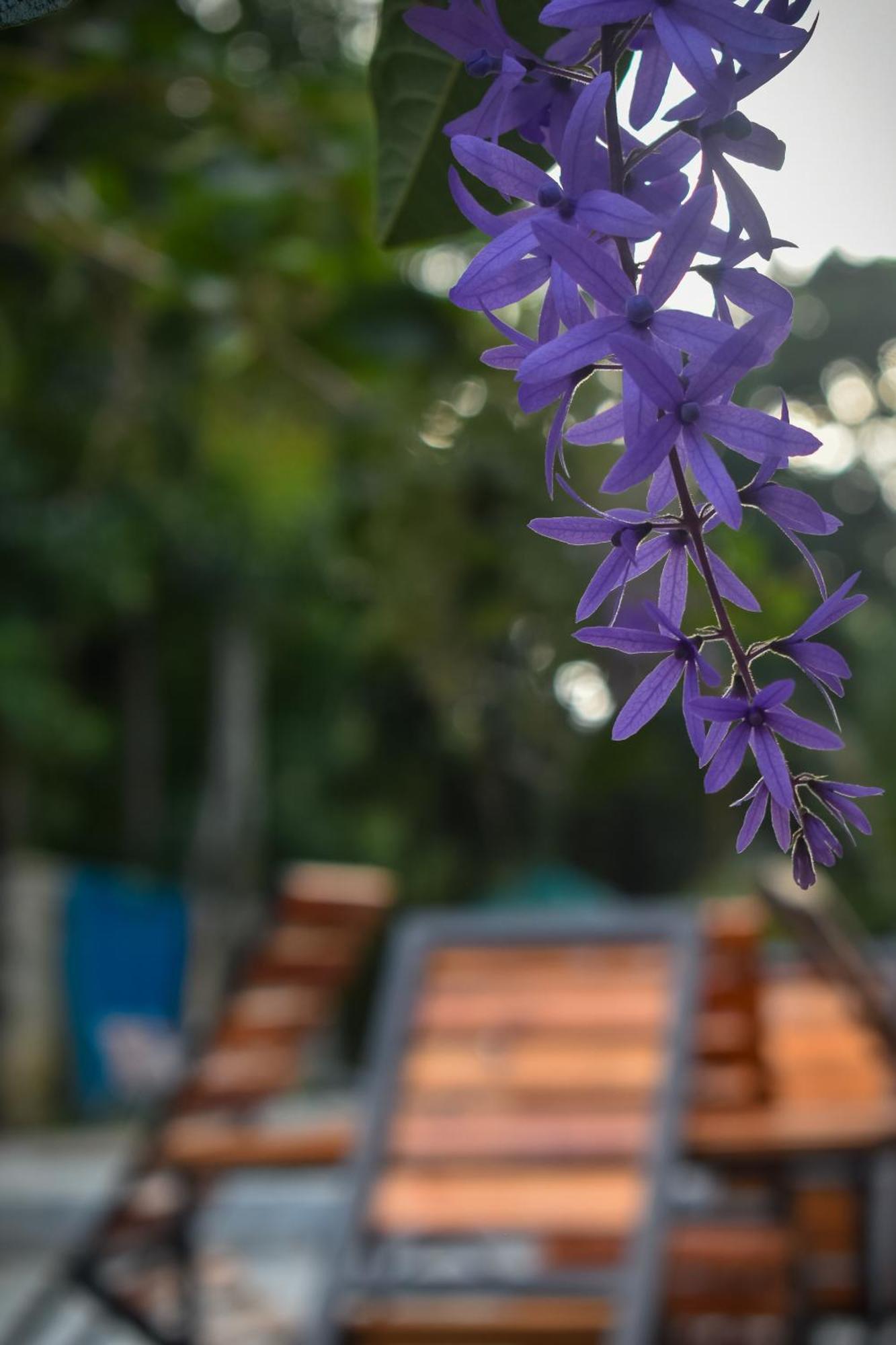 פראדניה Villa Tranquil Kandy מראה חיצוני תמונה